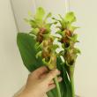 【生花】糸島クルクマ　ラブリーエメラルド<70cm>(緑)【FJ】
