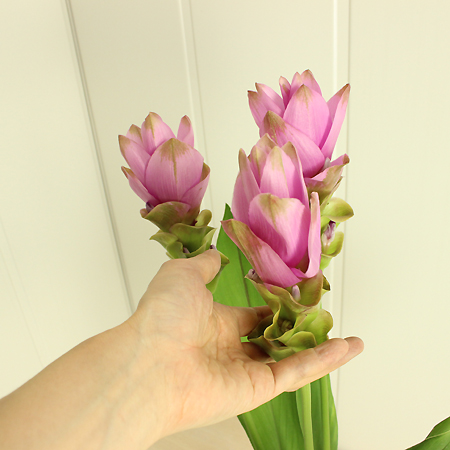 直前 糸島のクルクマ シャローム ピンク大輪系 60cm程度 生花 直前 糸島のクルクマ シャローム ピンク大輪系 60cm程度 生花