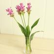 【直前】糸島クルクマ(濃いピンク小輪系)50センチ　【生花】