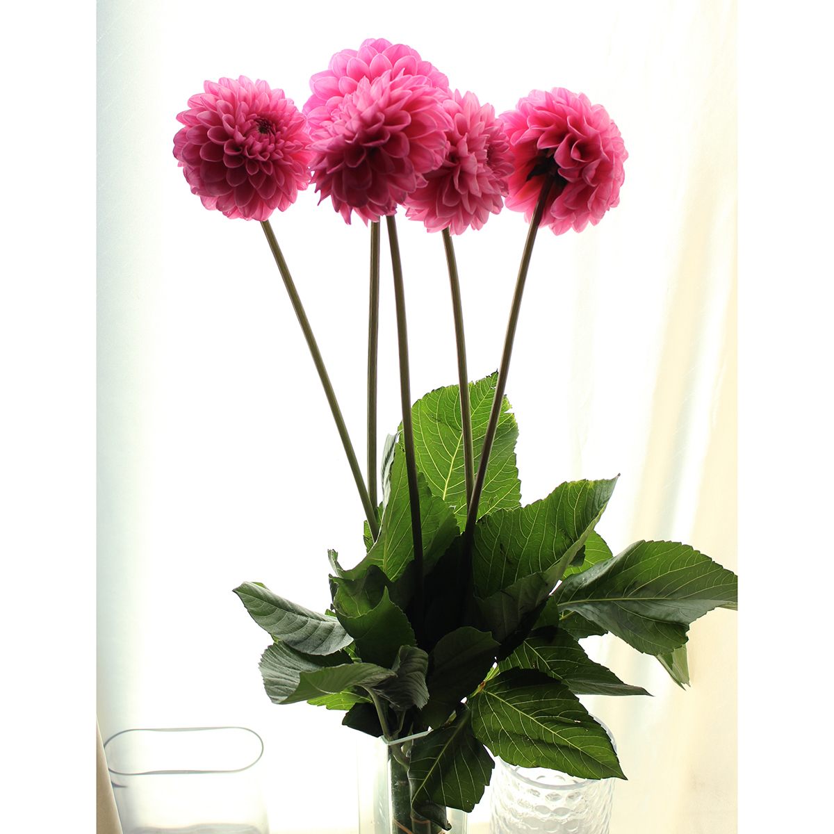 直前 ダリア ミッチャン ピンク 火 木 土曜でお受取りを 生花 通販 はなどんやアソシエ