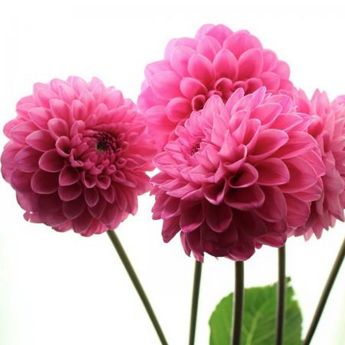 直前 ダリア ミッチャン ピンク 露芯あり 生花 通販 はなどんやアソシエ 直前 ダリア ミッチャン ピンク 露芯あり 生花 通販 はなどんやアソシエ