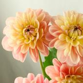 ダリア 生花 切り花 価格の安い順 通販 はなどんやアソシエ