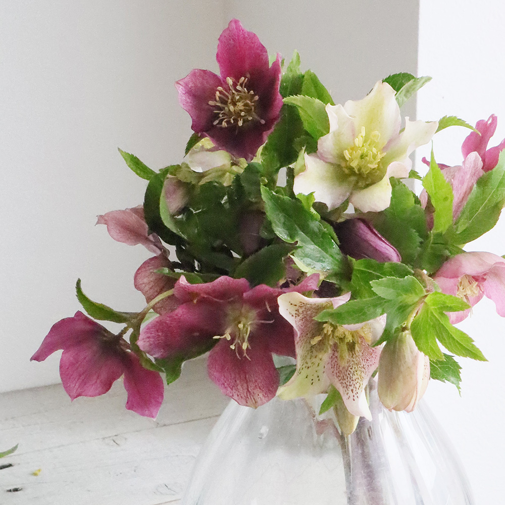 直前 クリスマスローズ 赤 パープル系 群馬県 生花 通販 はなどんやアソシエ 直前 クリスマスローズ 赤 パープル系 群馬県 生花 通販 はなどんやアソシエ