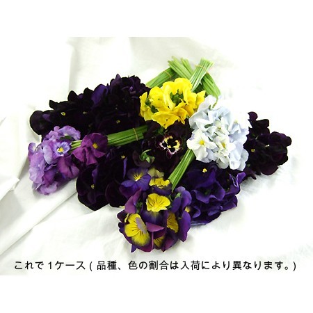 生花 箱売りパンジーmix 0本入り 保水出荷 通販 はなどんやアソシエ 生花 箱売りパンジーmix 0本入り 保水出荷 通販 はなどんやアソシエ