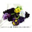 【生花】箱売りパンジーMIX(200本入り/保水出荷)