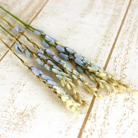 30%OFF◎【ドライ】J・flow/イキシア　アクアマリン(水色)束3〜5本【L2-40】【00】