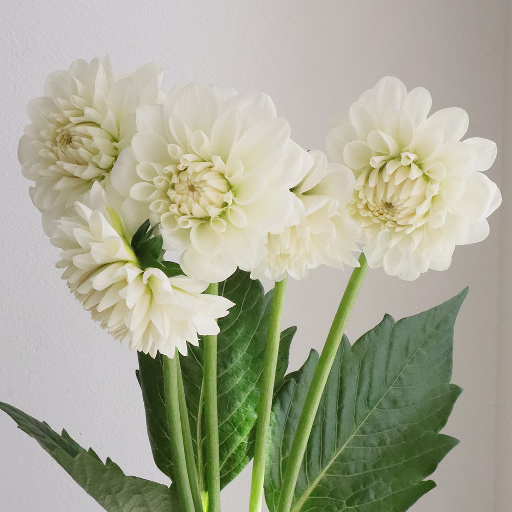 直前 ダリア 白 かまくらなど 火 木 土曜でお受取りを 生花 通販 はなどんやアソシエ 直前 ダリア 白 かまくらなど 火 木 土曜でお受取りを 生花 通販 はなどんやアソシエ