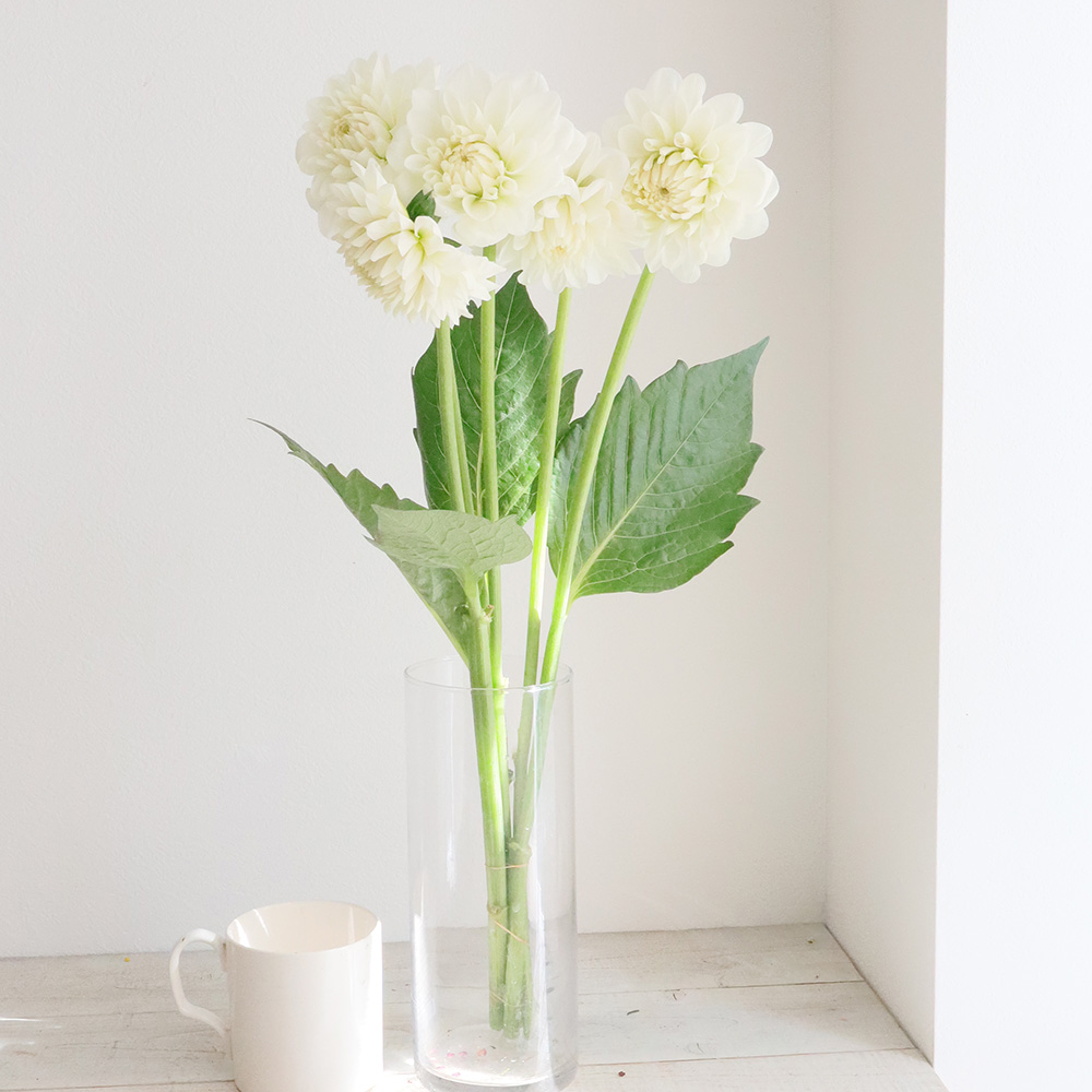 直前 ダリア 白 かまくらなど Ot 火 木 土曜でお受取りを 生花 通販 はなどんやアソシエ 直前 ダリア 白 かまくらなど Ot 火 木 土曜でお受取りを 生花 通販 はなどんやアソシエ