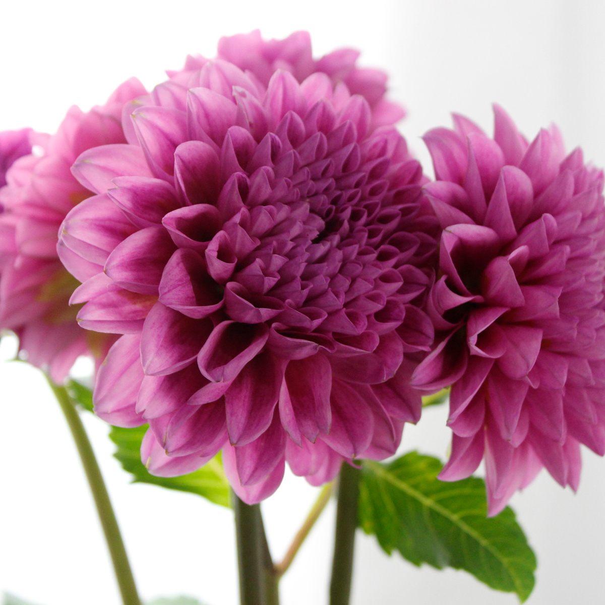 直前 ダリア ミッチャン ピンク 火 木 土amにお受け取りを 生花 通販 はなどんやアソシエ