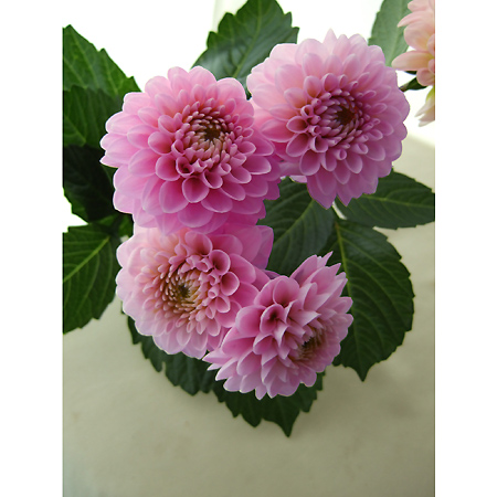 直前 ダリア オズの魔法使い ピンク 金井園芸 5本売り 生花 通販 はなどんやアソシエ 直前 ダリア オズの魔法使い ピンク 金井園芸 5本売り 生花 通販 はなどんやアソシエ