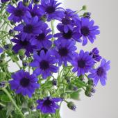 【生花】サイネリア （濃い青）ディープブルー　40cm程度【FJ】