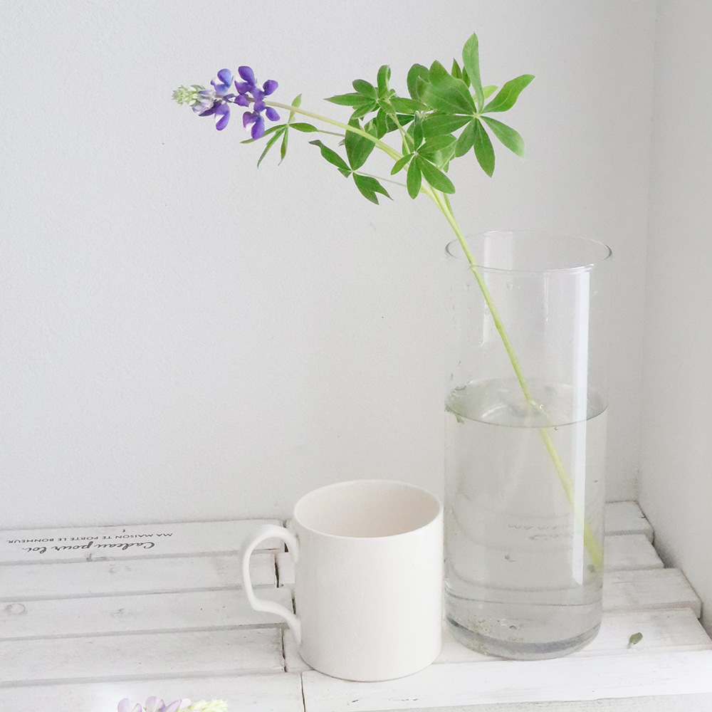 生花 伊東さんのルピナス ピクシーデライト ミックス Fj 通販 はなどんやアソシエ 生花 伊東さんのルピナス ピクシーデライト ミックス Fj 通販 はなどんやアソシエ