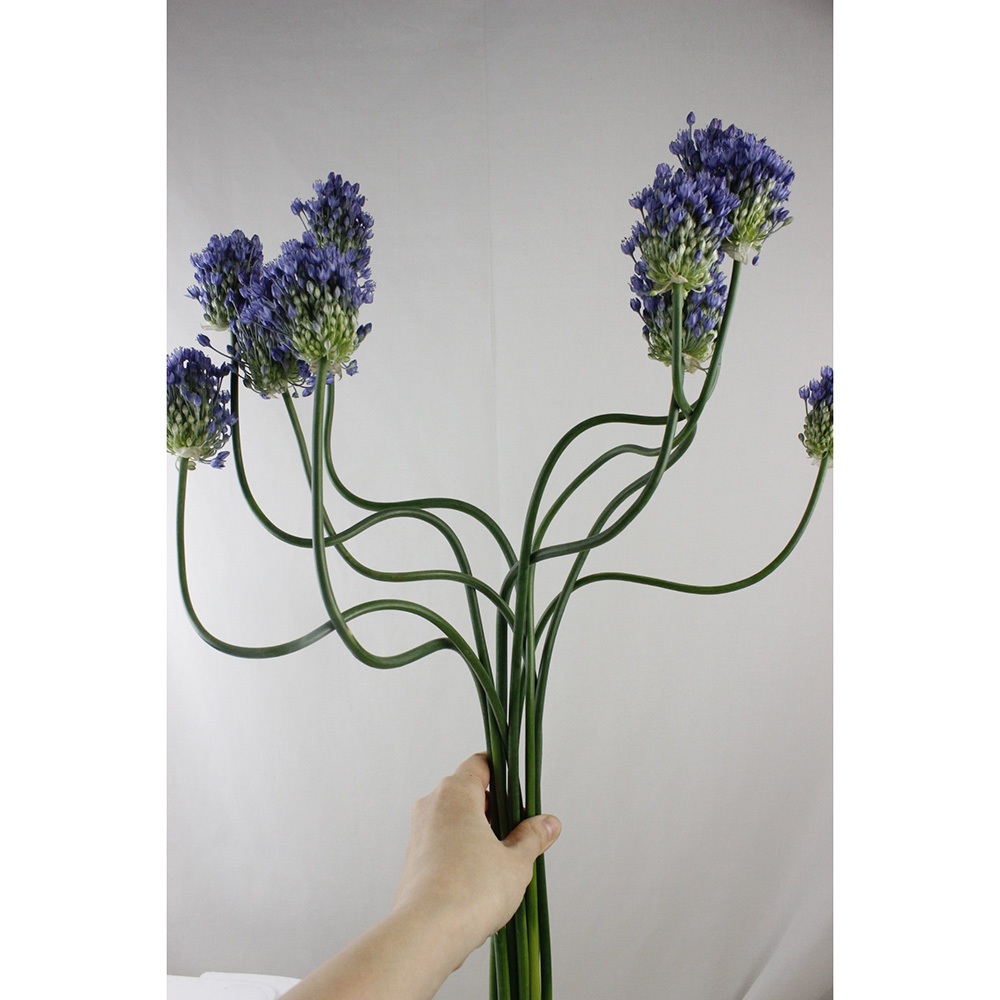 直前 アリウム ブルーパフュームダンシング 60センチ 生花 通販 はなどんやアソシエ 直前 アリウム ブルーパフュームダンシング 60センチ 生花 通販 はなどんやアソシエ