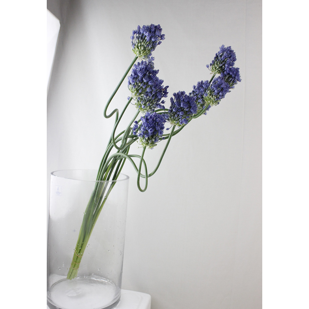 直前 アリウム ブルーパフュームダンシング 60センチ 生花 通販 はなどんやアソシエ 直前 アリウム ブルーパフュームダンシング 60センチ 生花 通販 はなどんやアソシエ