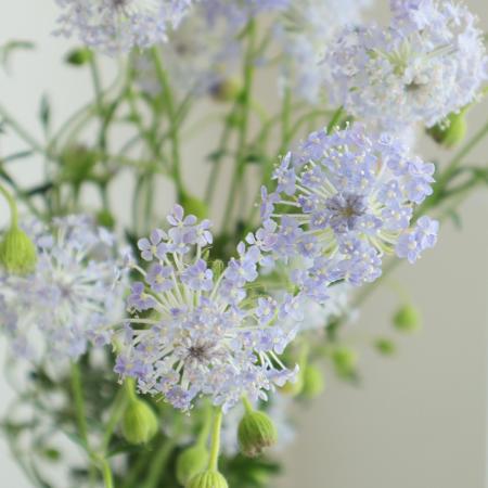 【直前!】Lサイズ ブルーレース(ブルー) JA古川市 【生花】