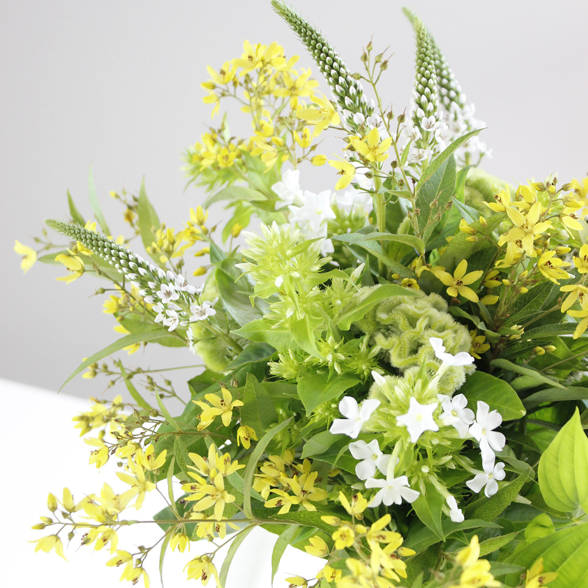 直前 オカトラノオ白 ヌマトラノオ リシマキア 花福さんなど 生花 通販 はなどんやアソシエ 直前 オカトラノオ白 ヌマトラノオ リシマキア 花福さんなど 生花 通販 はなどんやアソシエ