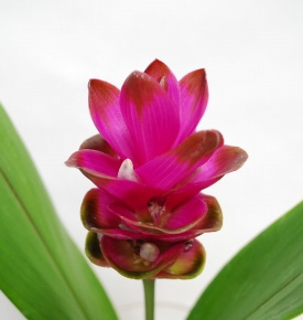 直前 糸島クルクマ エターナルピンク 濃いピンク 中輪系40 50cm 生花 通販 はなどんやアソシエ 直前 糸島クルクマ エターナルピンク 濃いピンク 中輪系40 50cm 生花 通販 はなどんやアソシエ