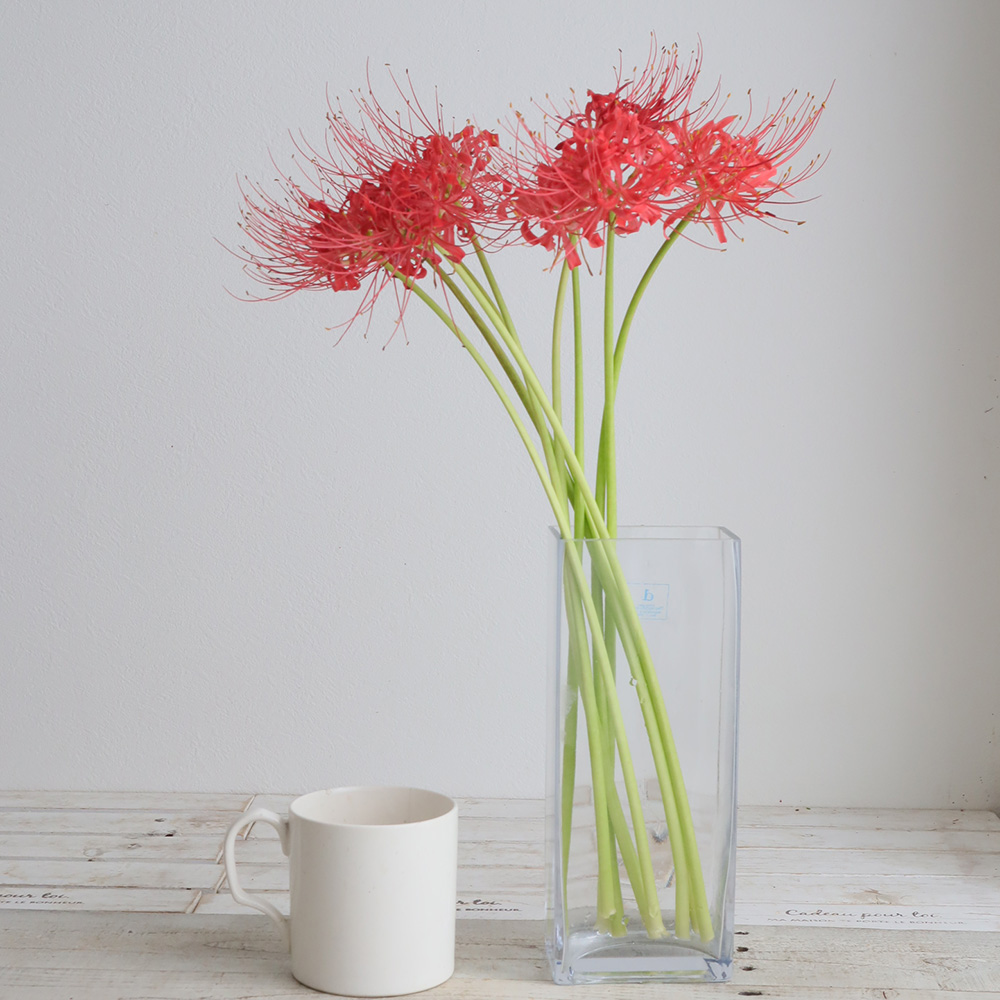 生花】リコリス ラジアータ(ヒガンバナ)30CM-【OT】 - 花材通販はなど