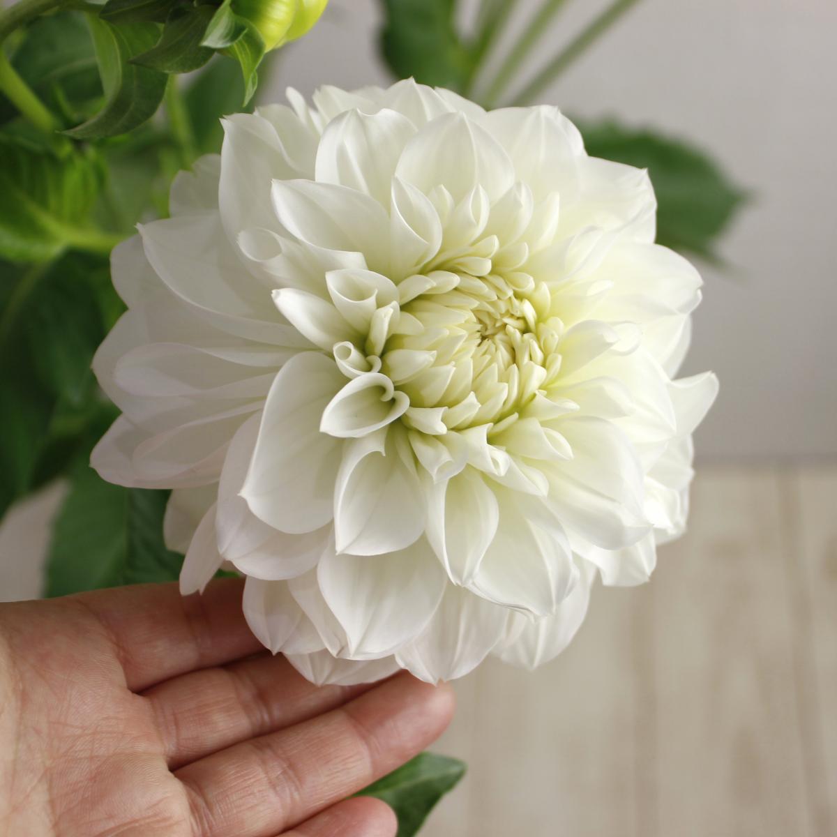 生花 ダリア 彩雪 白 金井園芸 5本売り Ita 通販 はなどんやアソシエ