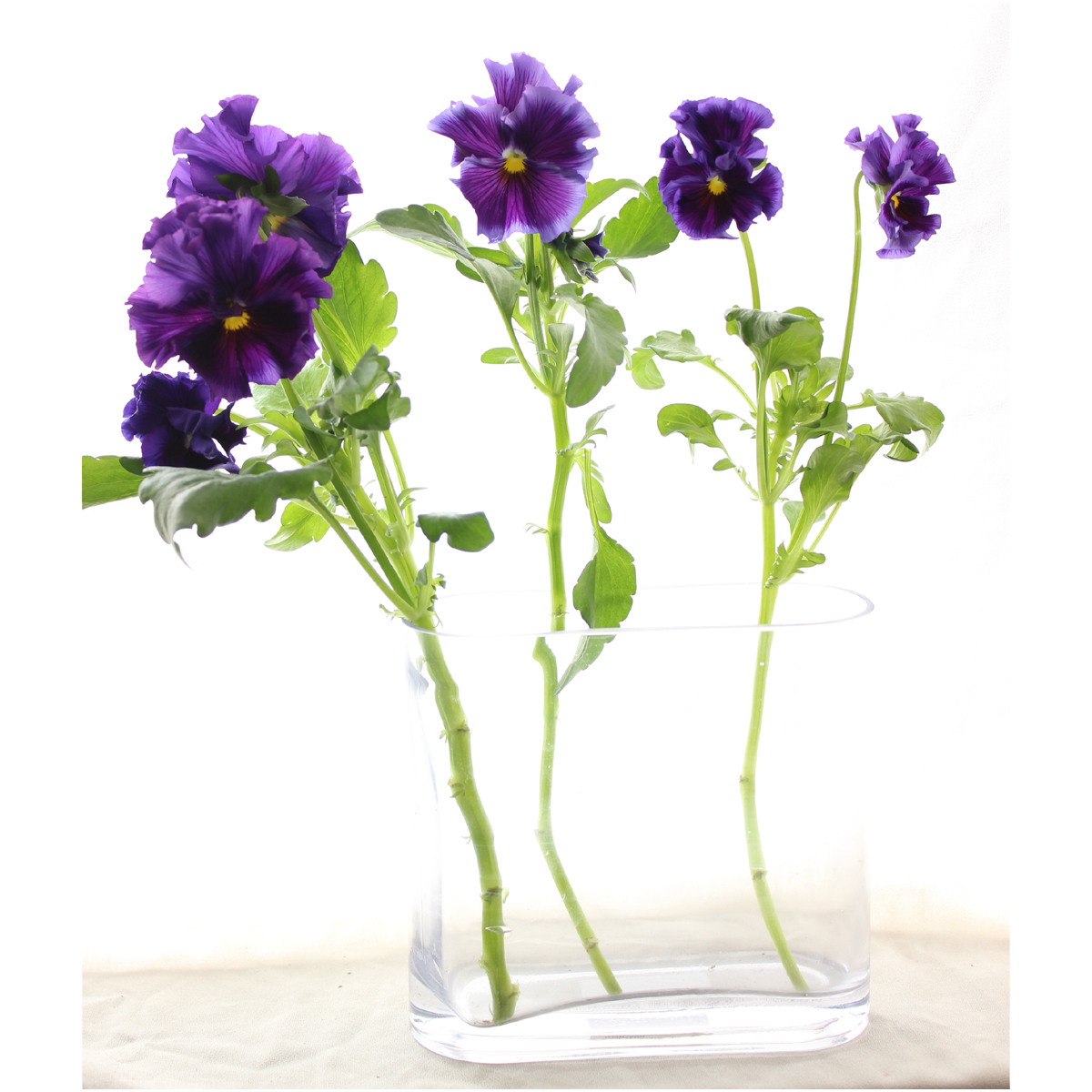 直前 みやび花園さんのパンジー 絵になるマリーヌ 青 生花 通販 はなどんやアソシエ