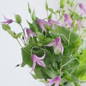 生花】クレマチス 花島(インテグリフォリア系ピンク)30cm～ - 花