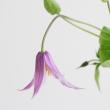 【生花】クレマチス　花島(インテグリフォリア系ピンク)30cm～