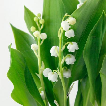 【生花】切り花すずらん ※商品説明必ずお読みください。※届日限定:4/21-22