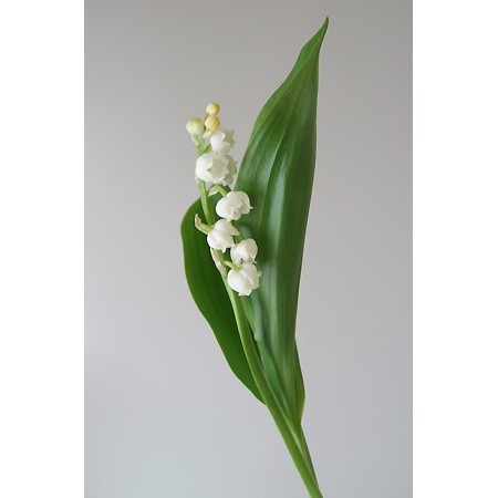 直前 切り花すずらん 生花 通販 はなどんやアソシエ 直前 切り花すずらん 生花 通販 はなどんやアソシエ