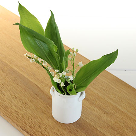 直前 切り花すずらん 生花 通販 はなどんやアソシエ 直前 切り花すずらん 生花 通販 はなどんやアソシエ