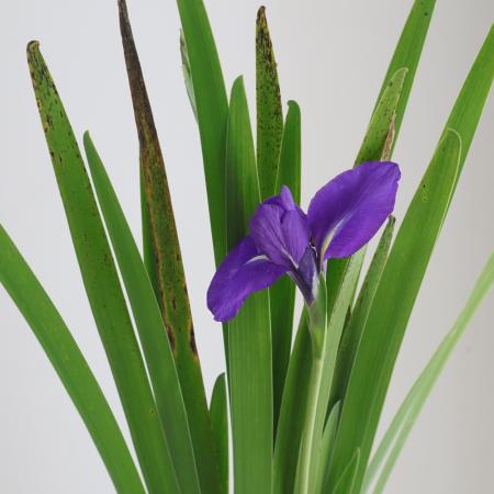 【生花】カキツバタ　1杯〔2花5葉/1杯あたり〕【早締切-74】※商品説明をお読みください。