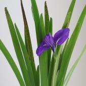 ※販売期間外※【生花】カキツバタ 1杯〔2花5葉/1杯あたり〕【早締切-74】※商品説明をお読みください。