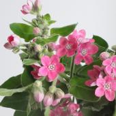 生花】オキシペタルム ブライダルルージュなど(ピンクスター)【OT