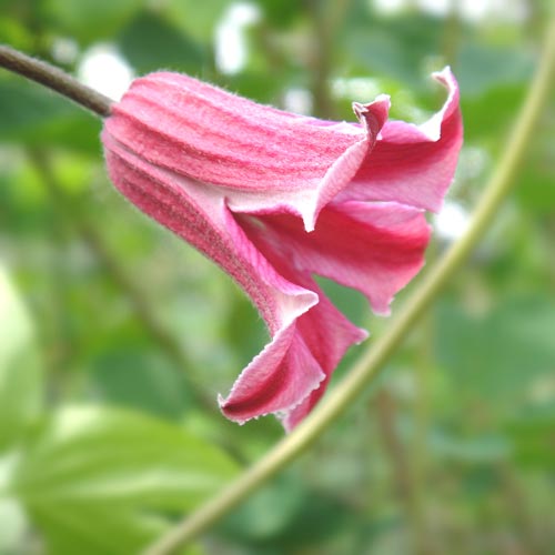 直前】渋谷さんのクレマチス エトワールローズ(濃いピンク)60cm【生花