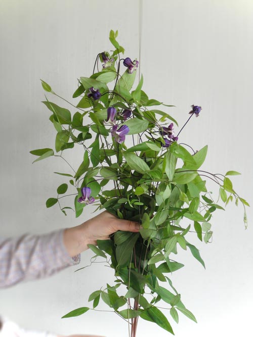 生花 クレマチス ベルテッセン マリなど ブルー パープル系40cm程度 長野県 Ot 通販 はなどんやアソシエ 生花 クレマチス ベルテッセン マリなど ブルー パープル系40cm程度 長野県 Ot 通販 はなどんやアソシエ