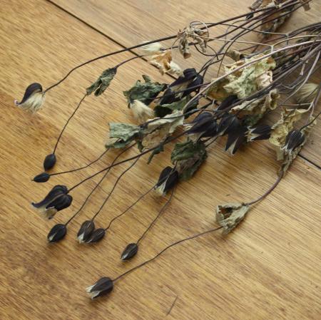 【ドライ】J・flow/クレマチス　ベルテッセン(ブルー〜パープル系)1束約10輪【W2】