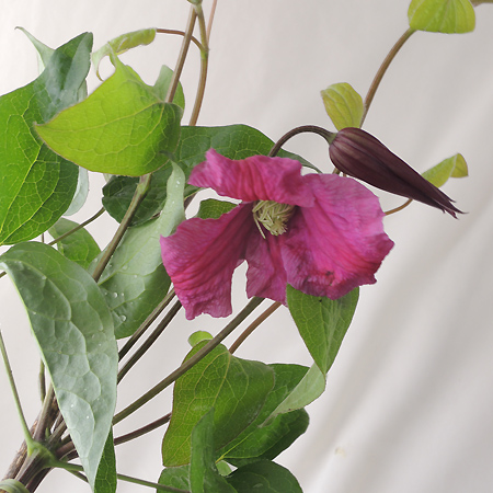 【生花】クレマチス　インスピレーション(赤系)大和クレマチス園　60cm-【早締切-74】※木金届けなし