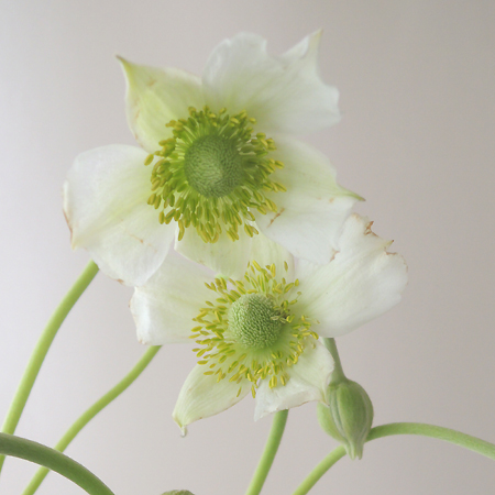 予約 生花 アネモネ バージニアナ 白 届日限定 Ot 商品説明をお読みください 通販 はなどんやアソシエ 予約 生花 アネモネ バージニアナ 白 届日限定 Ot 商品説明をお読みください 通販 はなどんやアソシエ