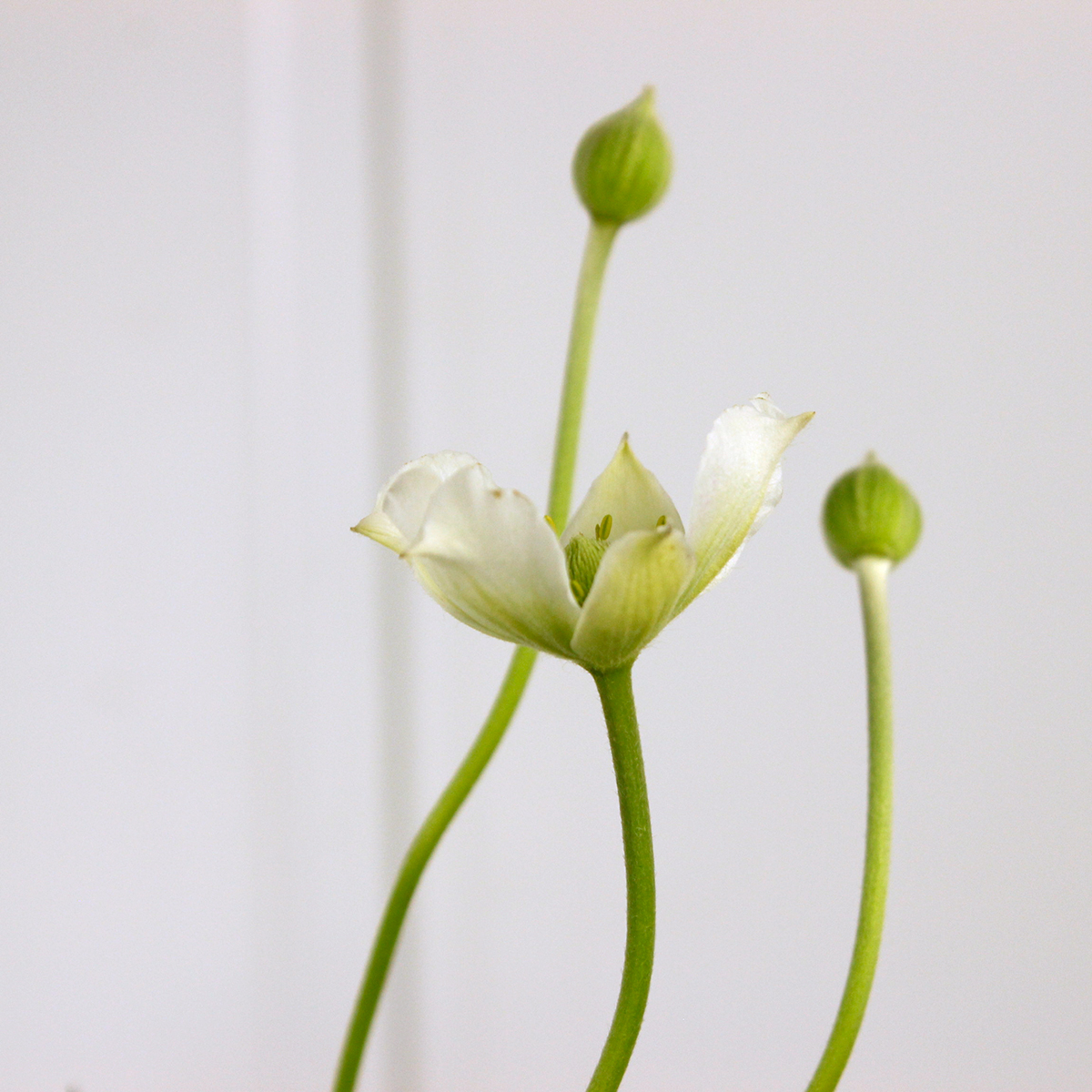 予約 生花 アネモネ バージニアナ 白 届日限定 Ot 商品説明をお読みください 通販 はなどんやアソシエ 予約 生花 アネモネ バージニアナ 白 届日限定 Ot 商品説明をお読みください 通販 はなどんやアソシエ