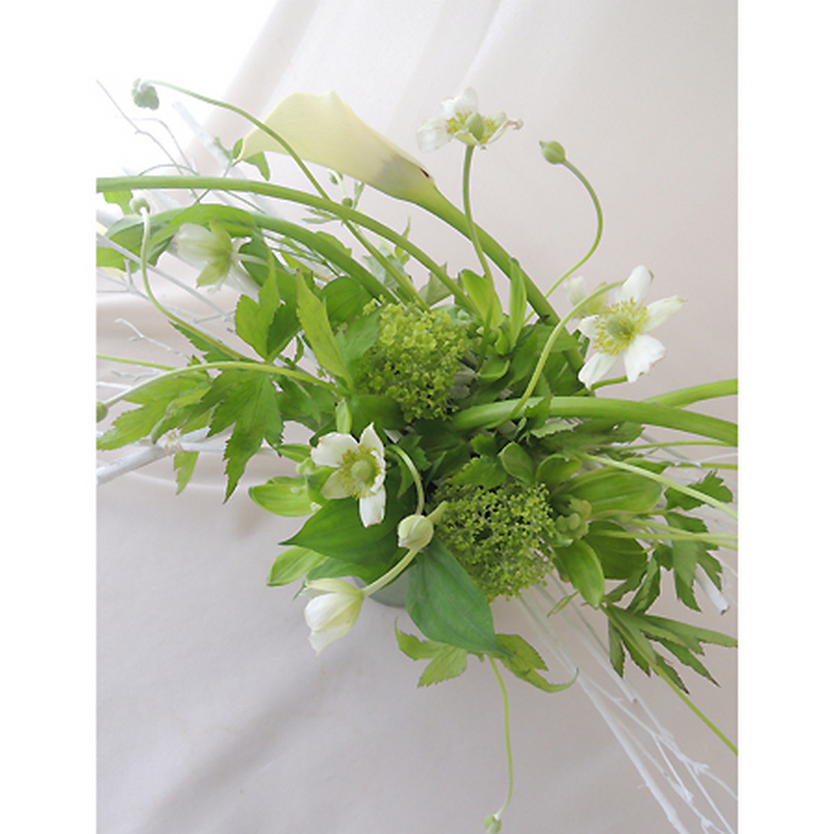 生花 アネモネ バージニアナ 白 50cm程度 Ot 商品説明をお読みください 通販 はなどんやアソシエ 生花 アネモネ バージニアナ 白 50cm程度 Ot 商品説明をお読みください 通販 はなどんやアソシエ