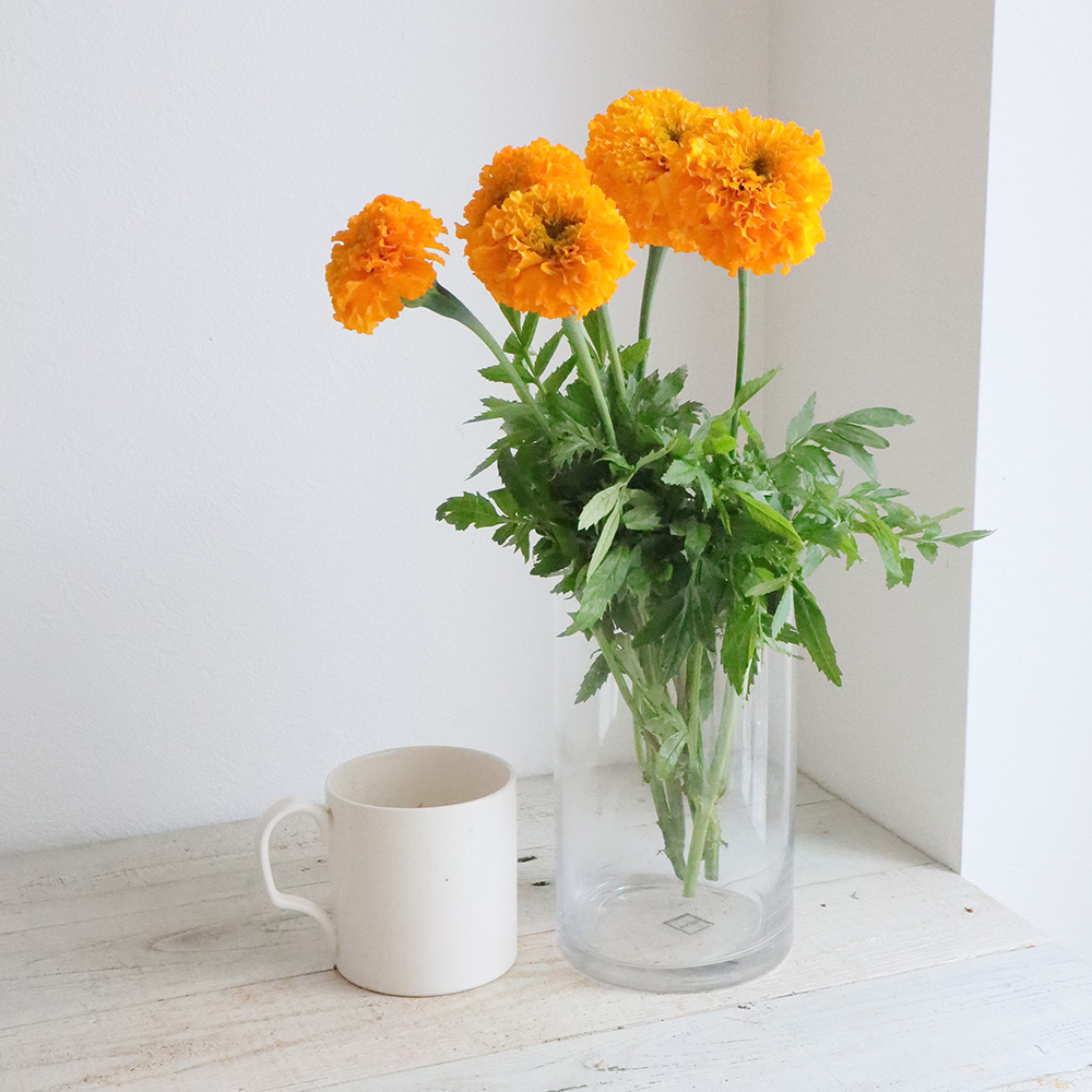 直前 中里園芸のマリーゴールド オレンジ 40cm 生花 通販 はなどんやアソシエ 直前 中里園芸のマリーゴールド オレンジ 40cm 生花 通販 はなどんやアソシエ