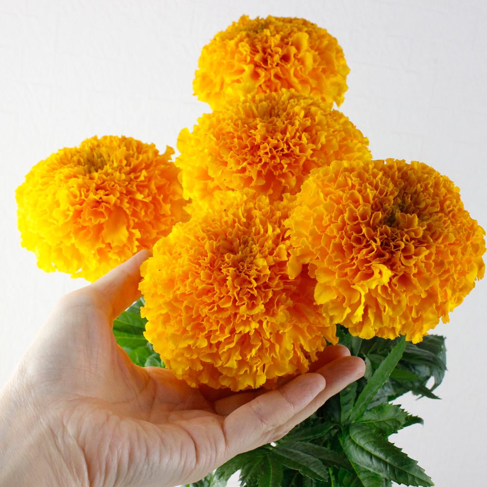 直前 大輪マリーゴールド アフロオレンジ メガオレンジなど 50cm 生花 通販 はなどんやアソシエ 直前 大輪マリーゴールド アフロオレンジ メガオレンジなど 50cm 生花 通販 はなどんやアソシエ