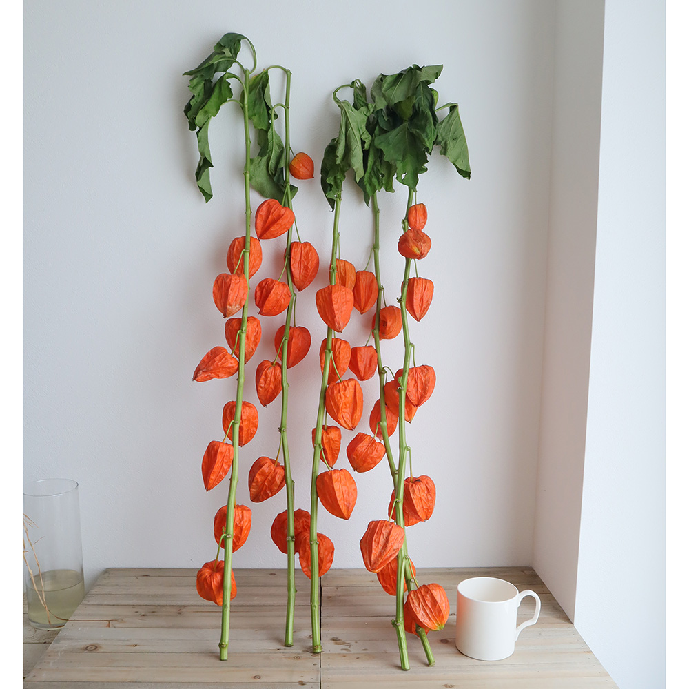 生花 予約 全農おおいた ほおずき 秀l 7 29 8 11届日限定 7 11締切 締切以降キャンセル不可 通販 はなどんやアソシエ 生花 予約 全農おおいた ほおずき 秀l 7 29 8 11届日限定 7 11締切 締切以降キャンセル不可 通販 はなどんやアソシエ