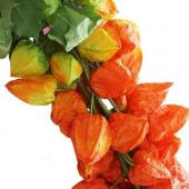 08直前FJ】熊本県 ほおずき3Lサイズ - 花材通販はなどんやアソシエ