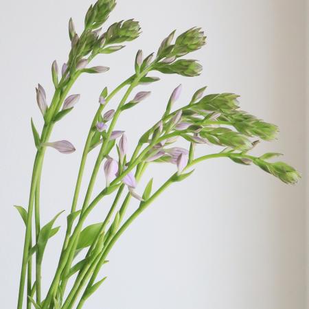【生花】ギボシの花　長作園　90cm