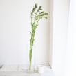 【生花】ギボシの花　長作園　90cm
