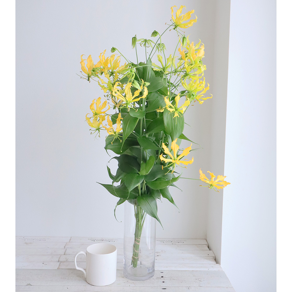 直前】グロリオサ 黄色 マスコットイエロー【生花】 - 花材通販はなど