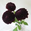 【直前!】ダリア　NAMAHAGEノワール(黒)