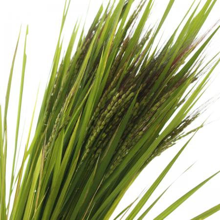 【直前!】古代米(グリーン)フレッシュ　束約25本入り:松本華園【生花】