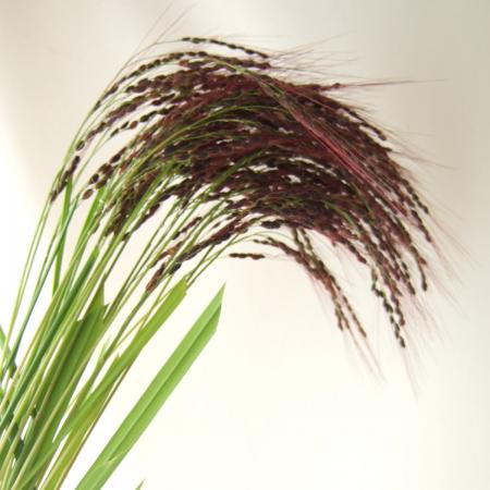 【直前!!!】古代米(赤)フレッシュ　束約25本入り 松本華園【生花】