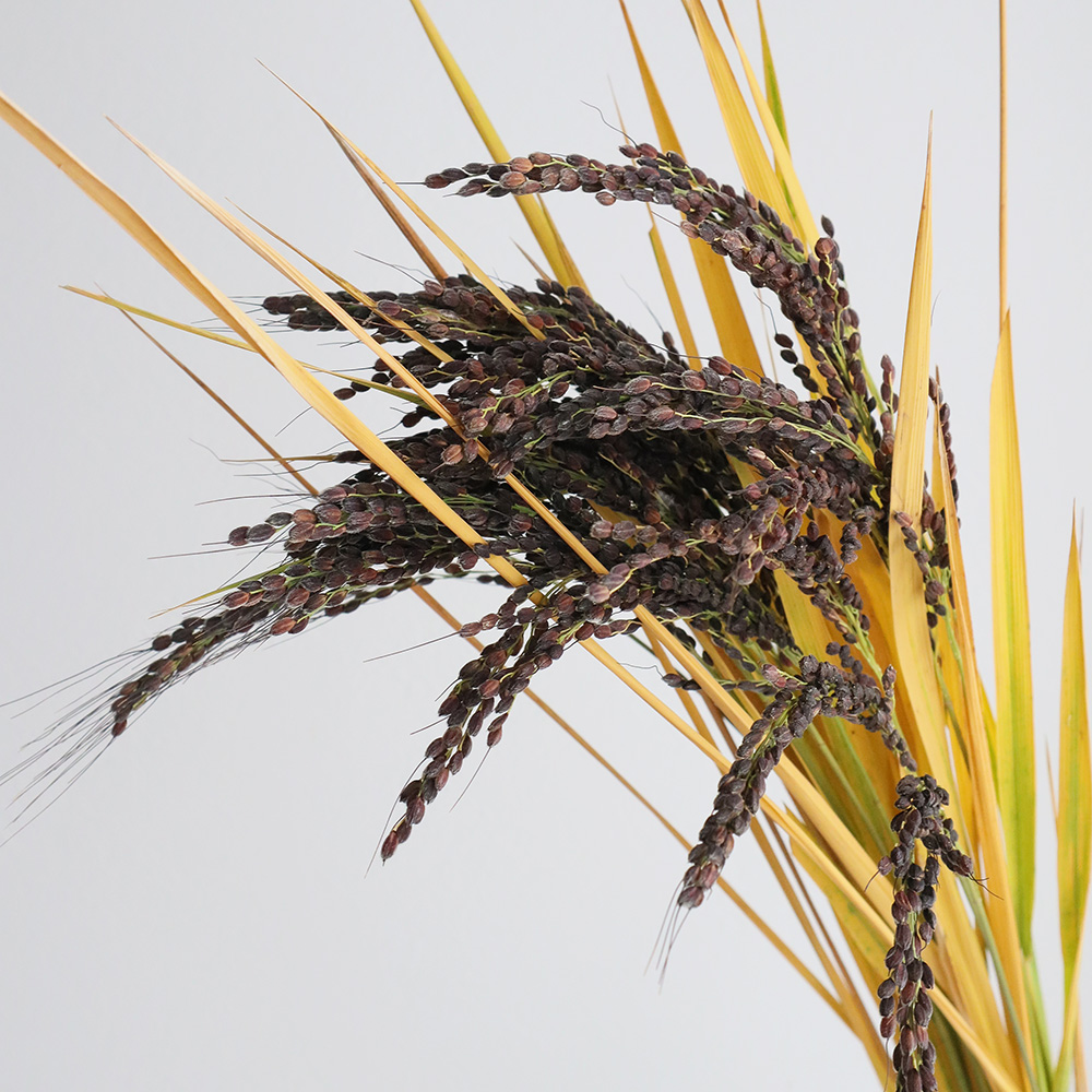 生花】古代米(黒)フレッシュ 束約25本入り:松本華園【FJ】 - 花材通販
